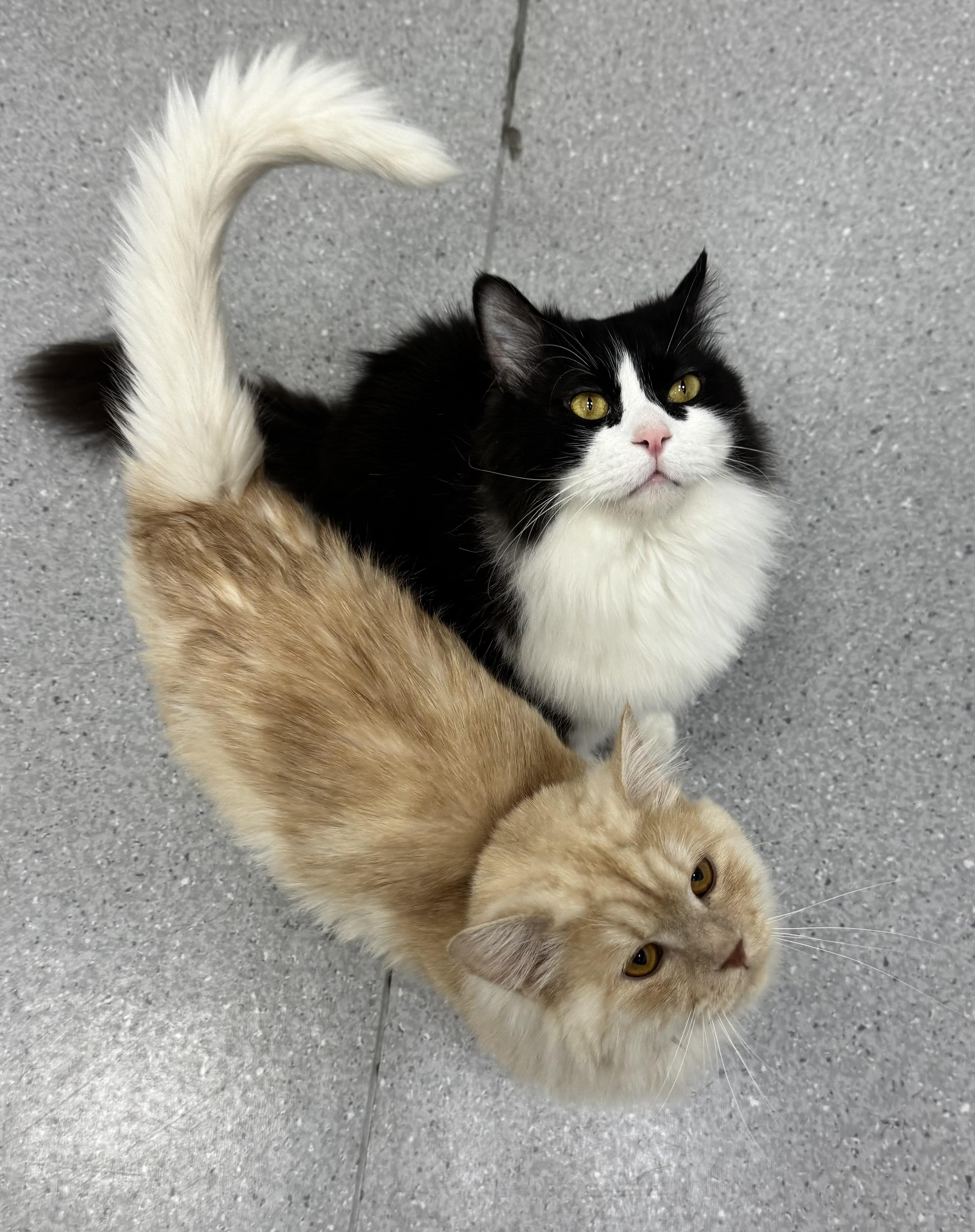 Flower & Shadow SA Purrsian/Maine Coon mixes, adoptable, Adult Male Persian & Maine Coon.