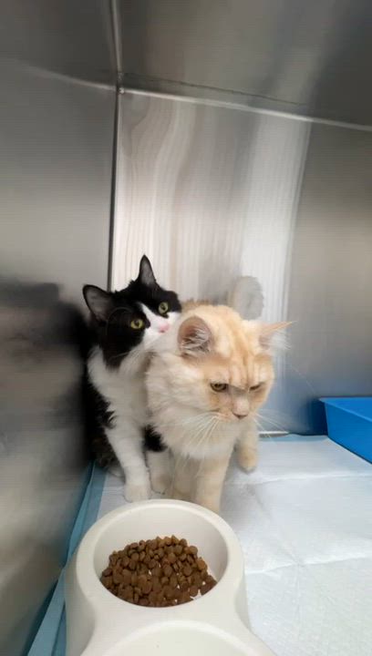 Enlarge Flower & Shadow SA Purrsian/Maine Coon mixes, an adoptable mixed breed in New York, NY video 5/6