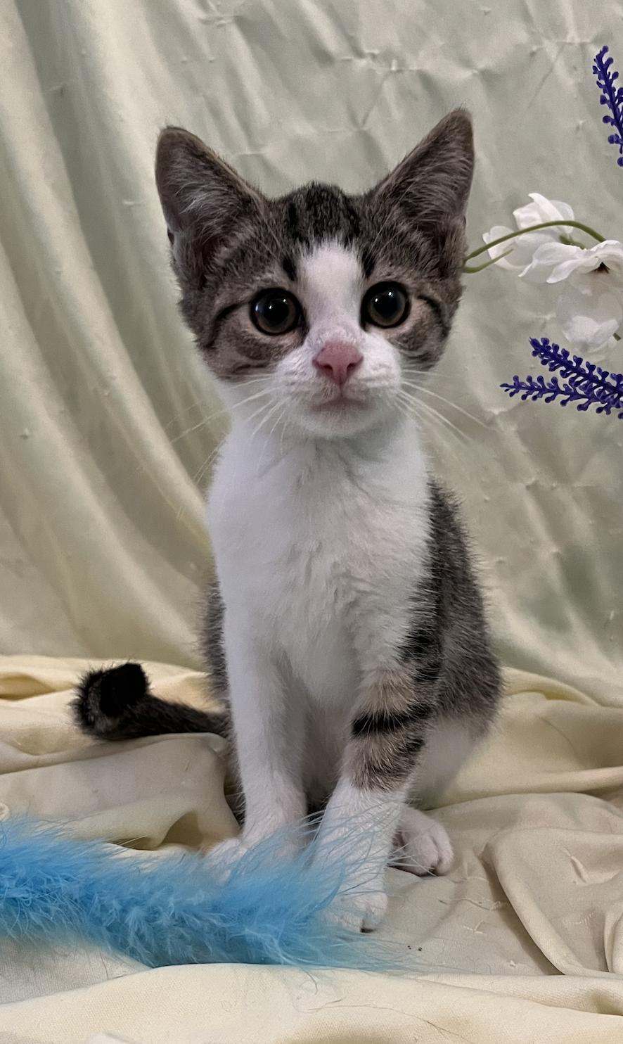 Enlarge Beau, a Adoptable Domestic Short Hair in Connelly Springs, NC image 3/5