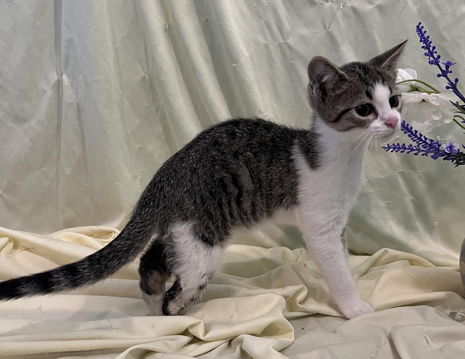 Enlarge Beau, a Adoptable Domestic Short Hair in Connelly Springs, NC image 2/5