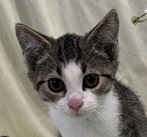 Beau, Adoptable, Kitten Male Domestic Short Hair.