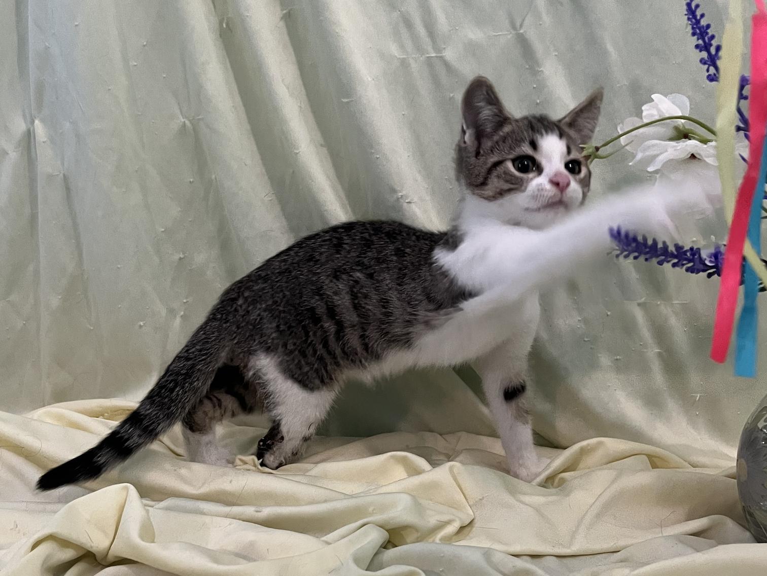 Enlarge Beau, a Adoptable Domestic Short Hair in Connelly Springs, NC image 5/5