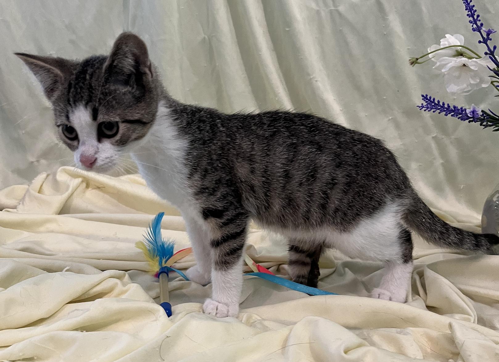 Enlarge Beau, a Adoptable Domestic Short Hair in Connelly Springs, NC image 4/5