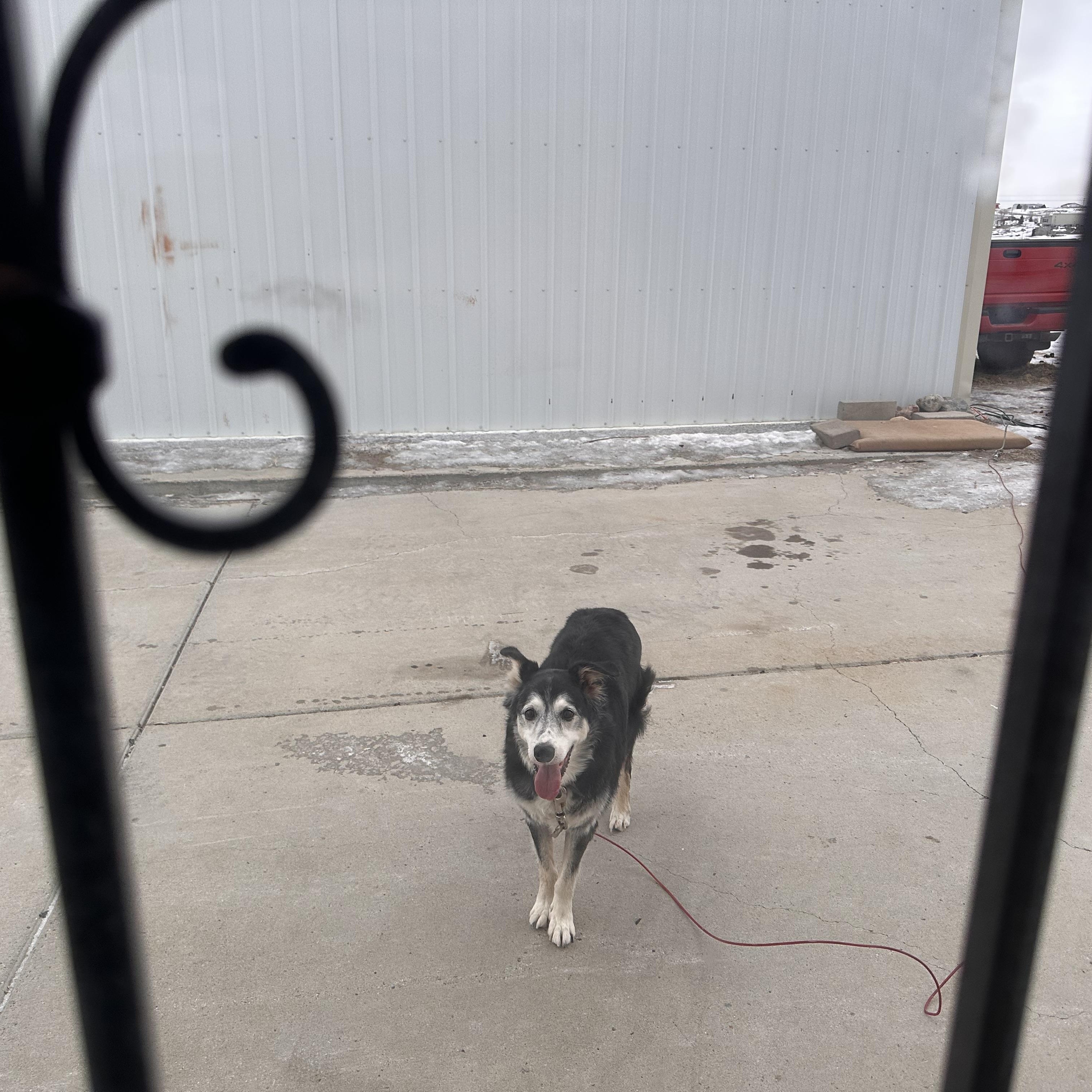Pawpaw, ADOPTABLE, Senior Male Border Collie.