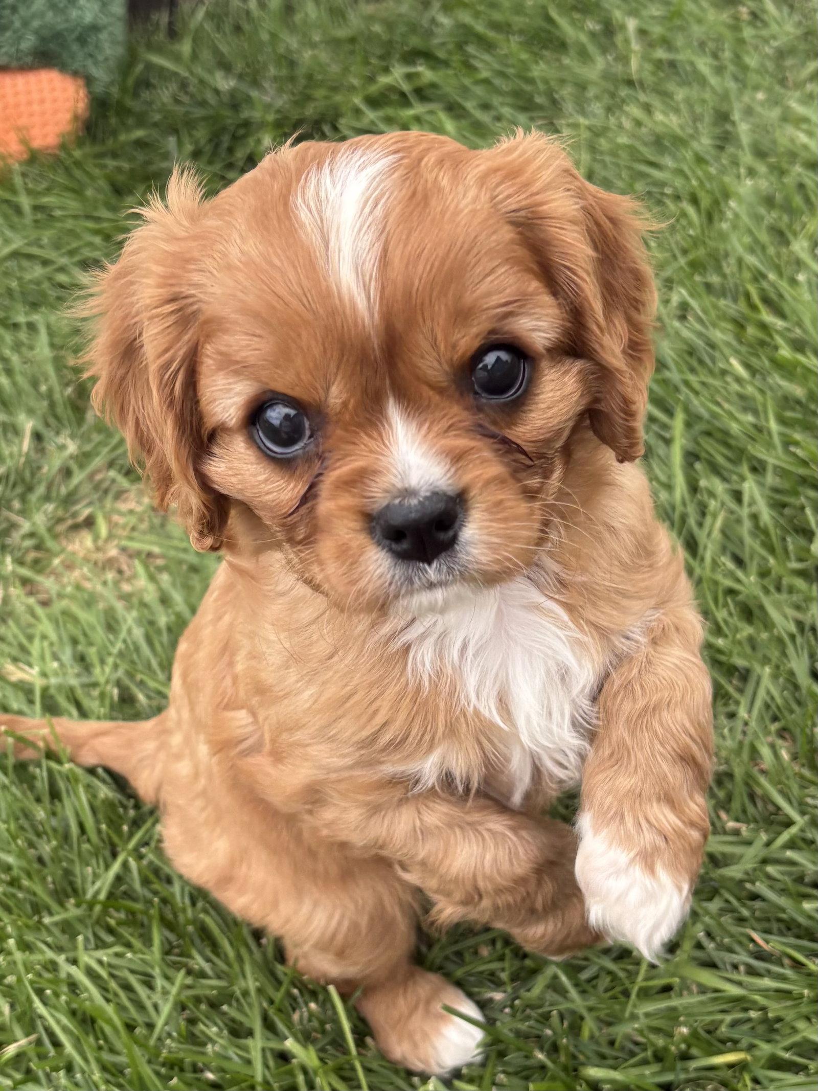 Snoopy, Adopted, Puppy Male Cavalier King Charles Spaniel.