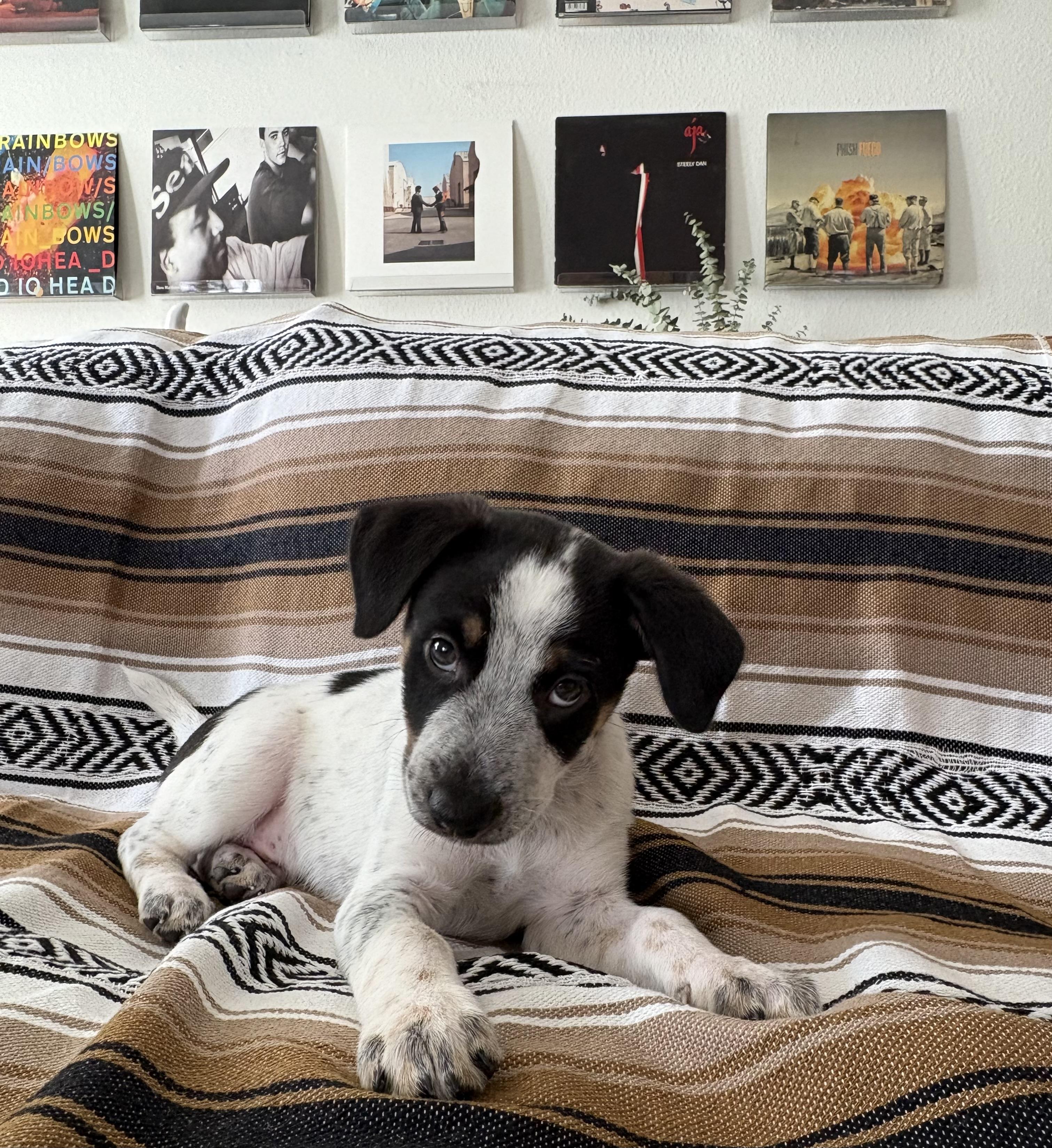 Enlarge Moo, an adopted mixed breed in Burbank, CA image 3/3