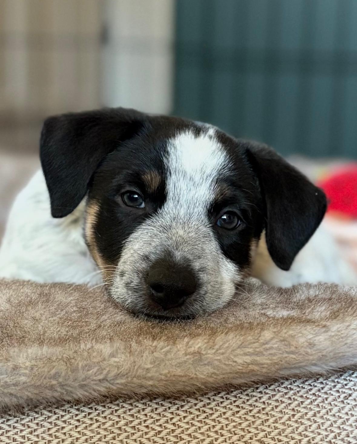 Enlarge Moo, an adopted mixed breed in Burbank, CA image 1/3