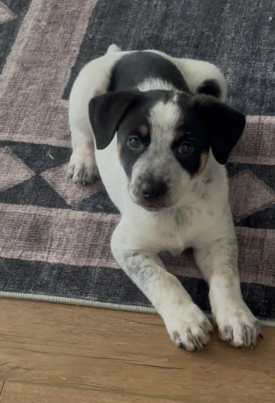 Enlarge Moo, an adopted mixed breed in Burbank, CA image 2/3