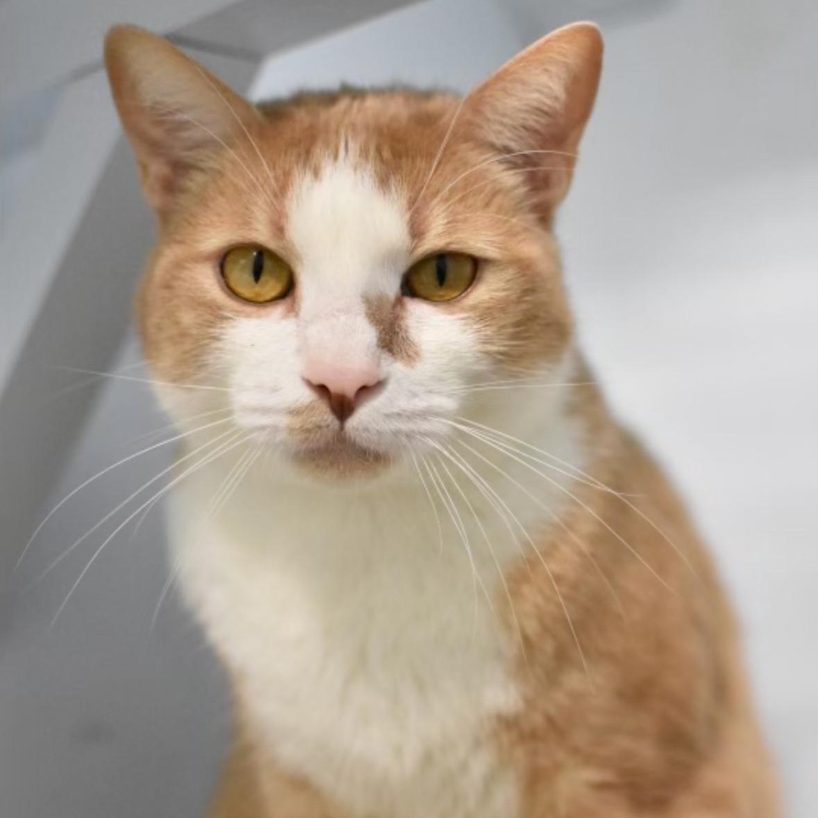 Charlie Boober, adoptable, Adult Male Domestic Short Hair.