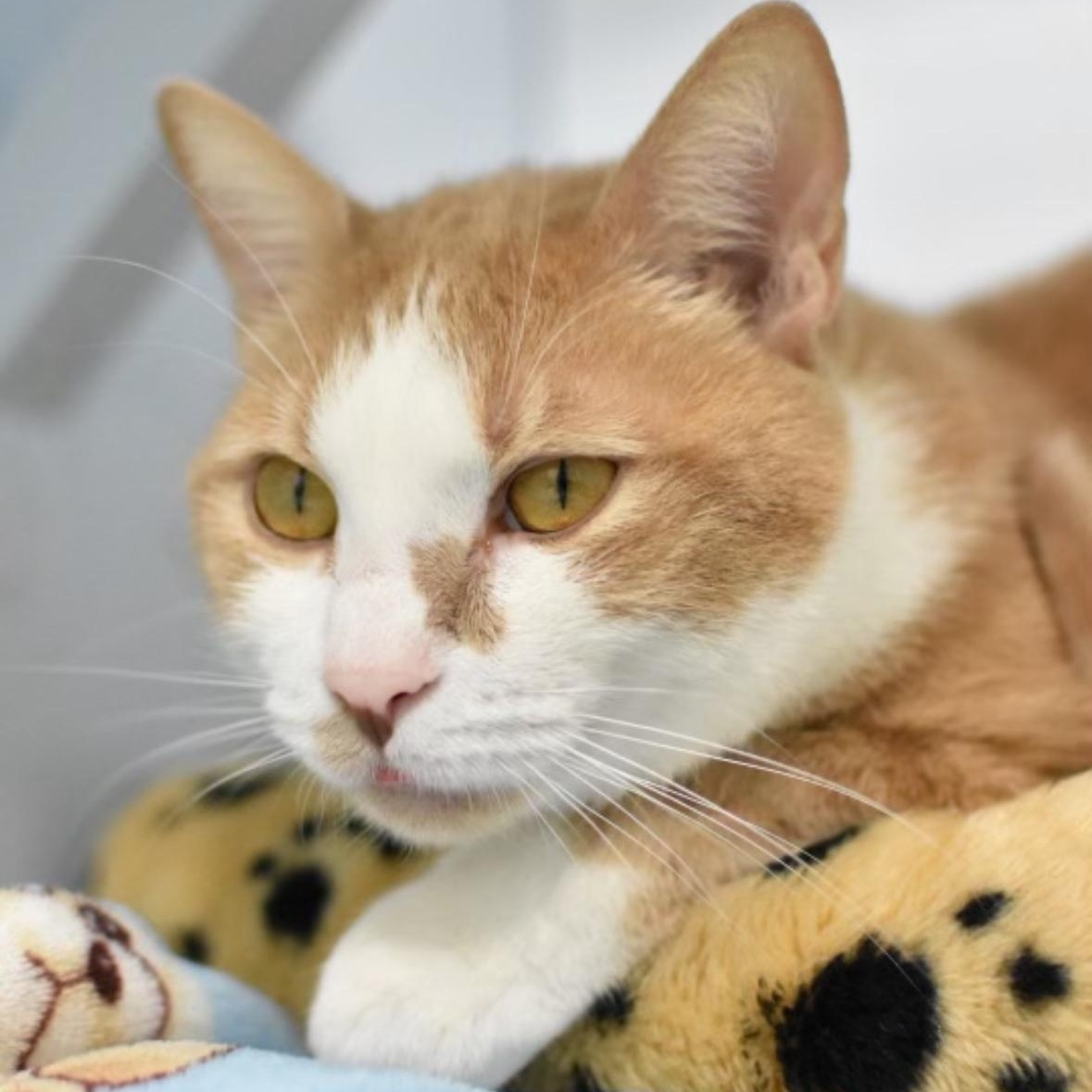 Enlarge Charlie Boober, an adoptable Domestic Short Hair in Mission, BC image 3/3