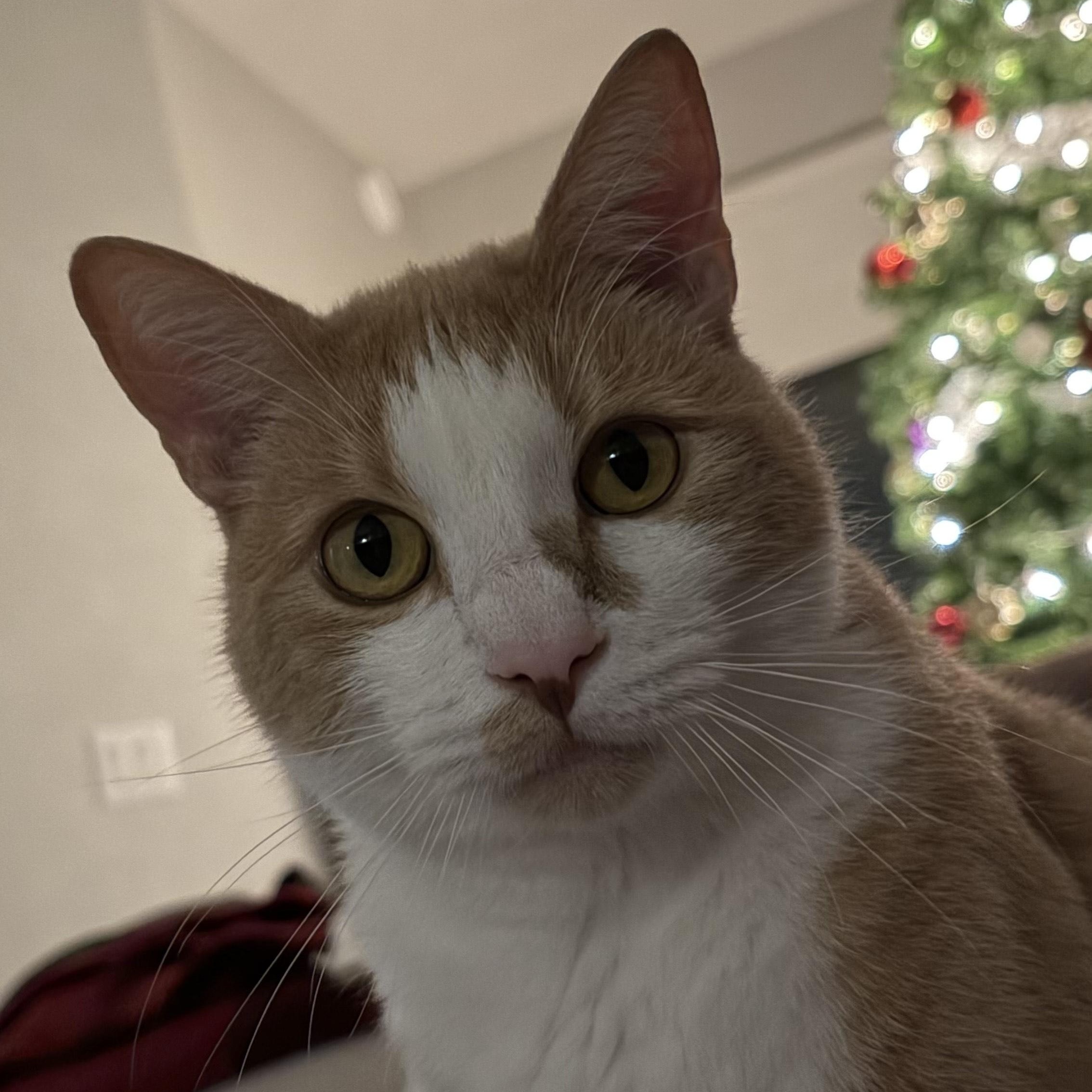 Charlie Boober, adoptable, Adult Male Domestic Short Hair.