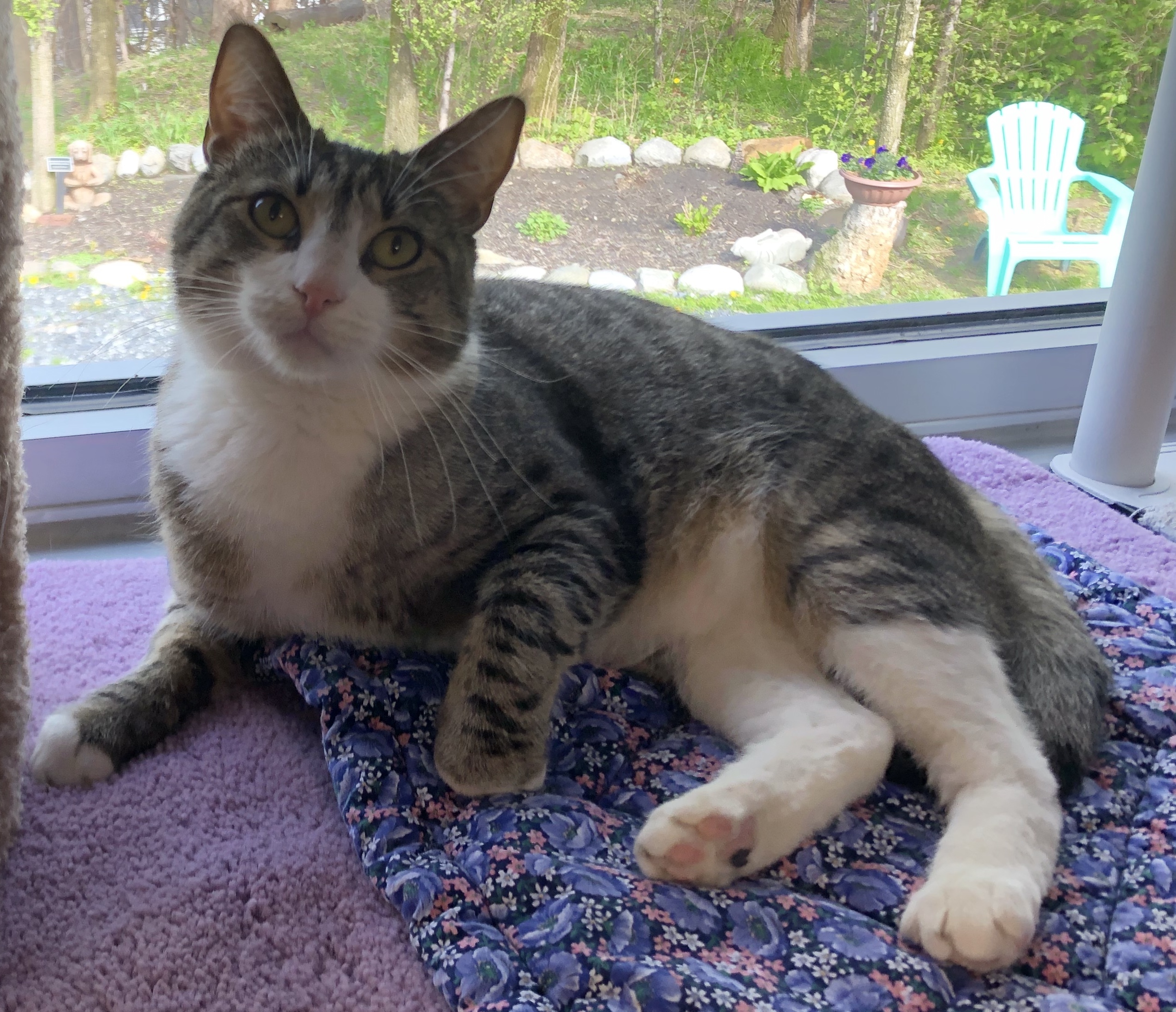 Duffy, a Adoptable Domestic Short Hair in Whitehall, PA image 1/4