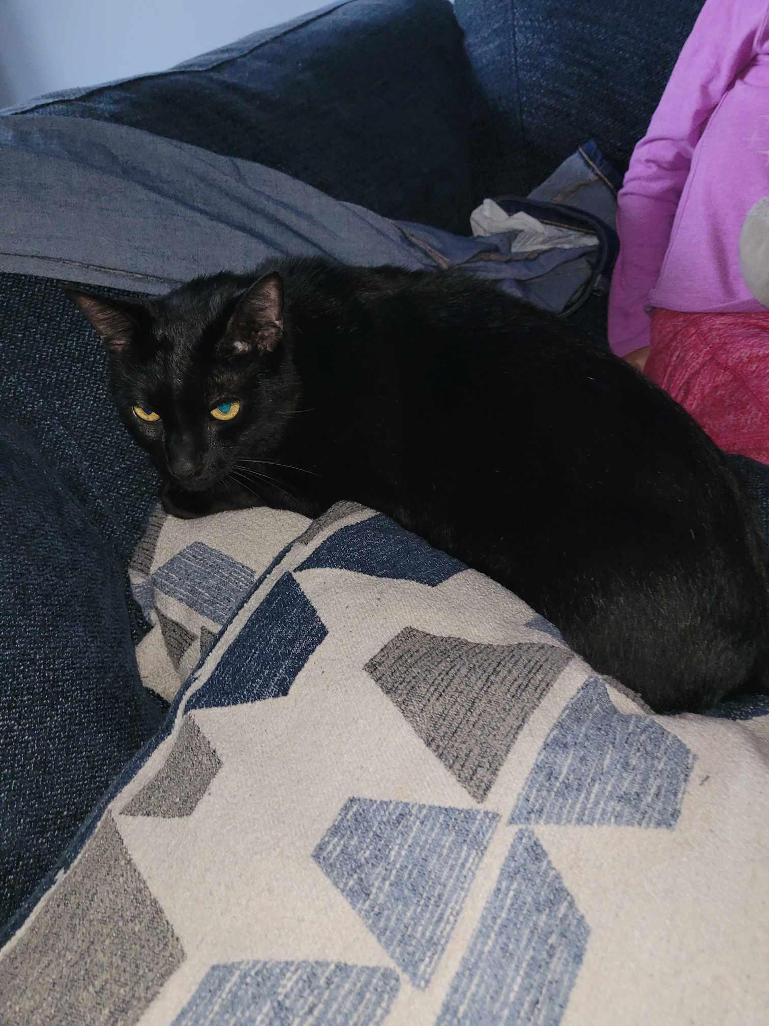 Enlarge Ezra, a Adoptable Domestic Short Hair in Fair Oaks, IN image 1/1