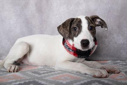 Shimmer, Adoptable, Puppy Female Mountain Cur & Mixed Breed.