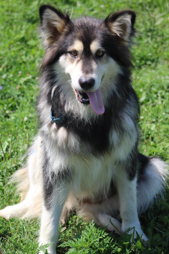 Panda, Adoptable, Adult Female Alaskan Malamute.