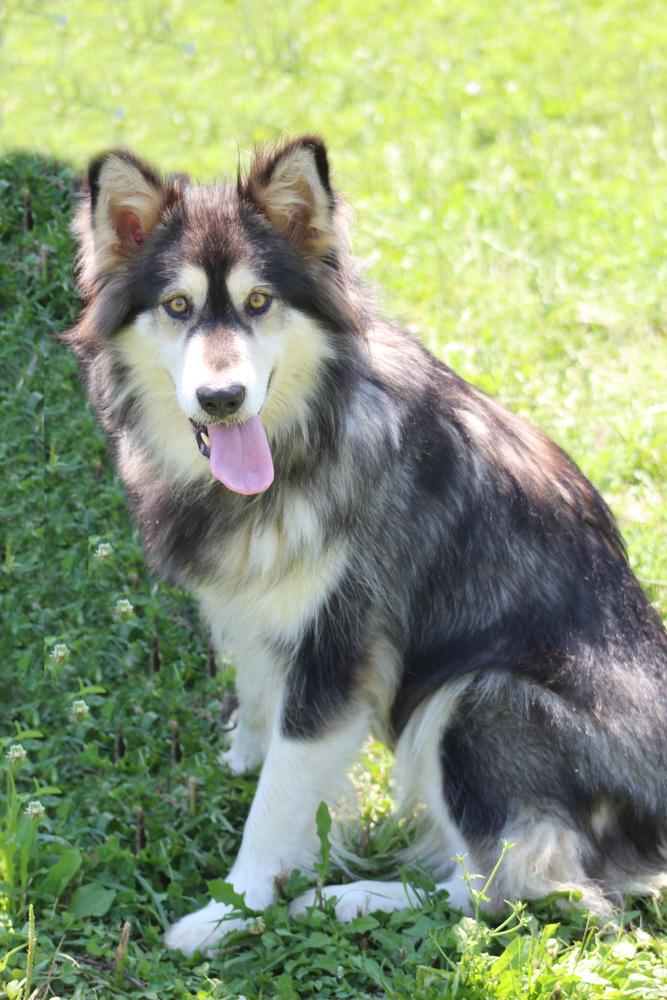 Panda, a Adoptable Alaskan Malamute in Lafayette, IN image 2/3