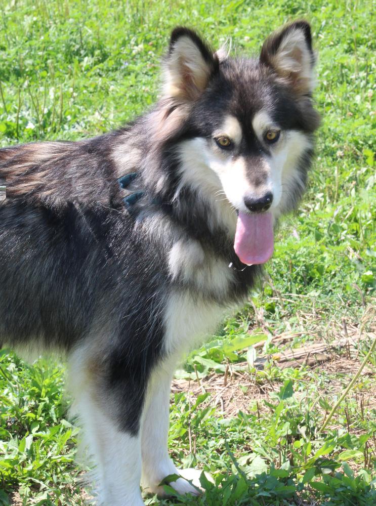 Panda, a Adoptable Alaskan Malamute in Lafayette, IN image 3/3