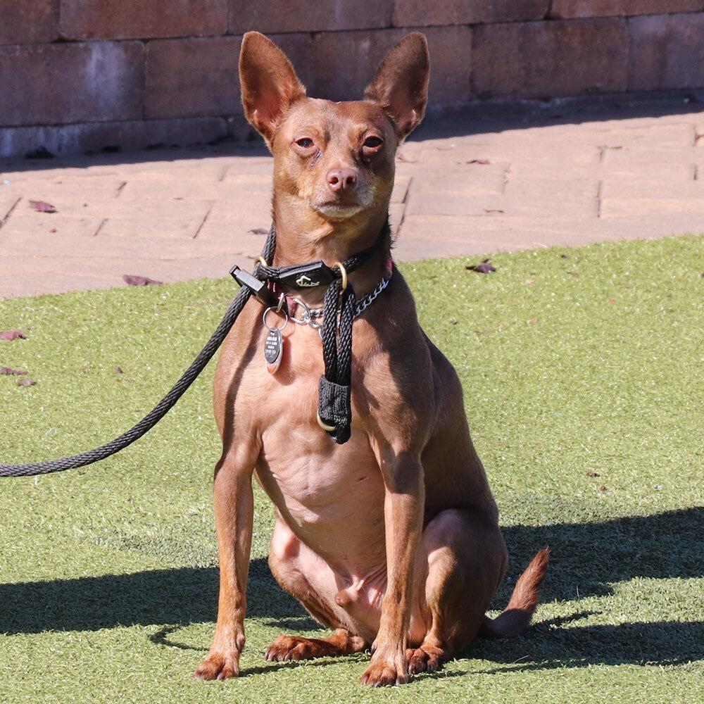 Enlarge T102307 Gio, a Adoptable mixed breed in Port Washington, NY image 2/3