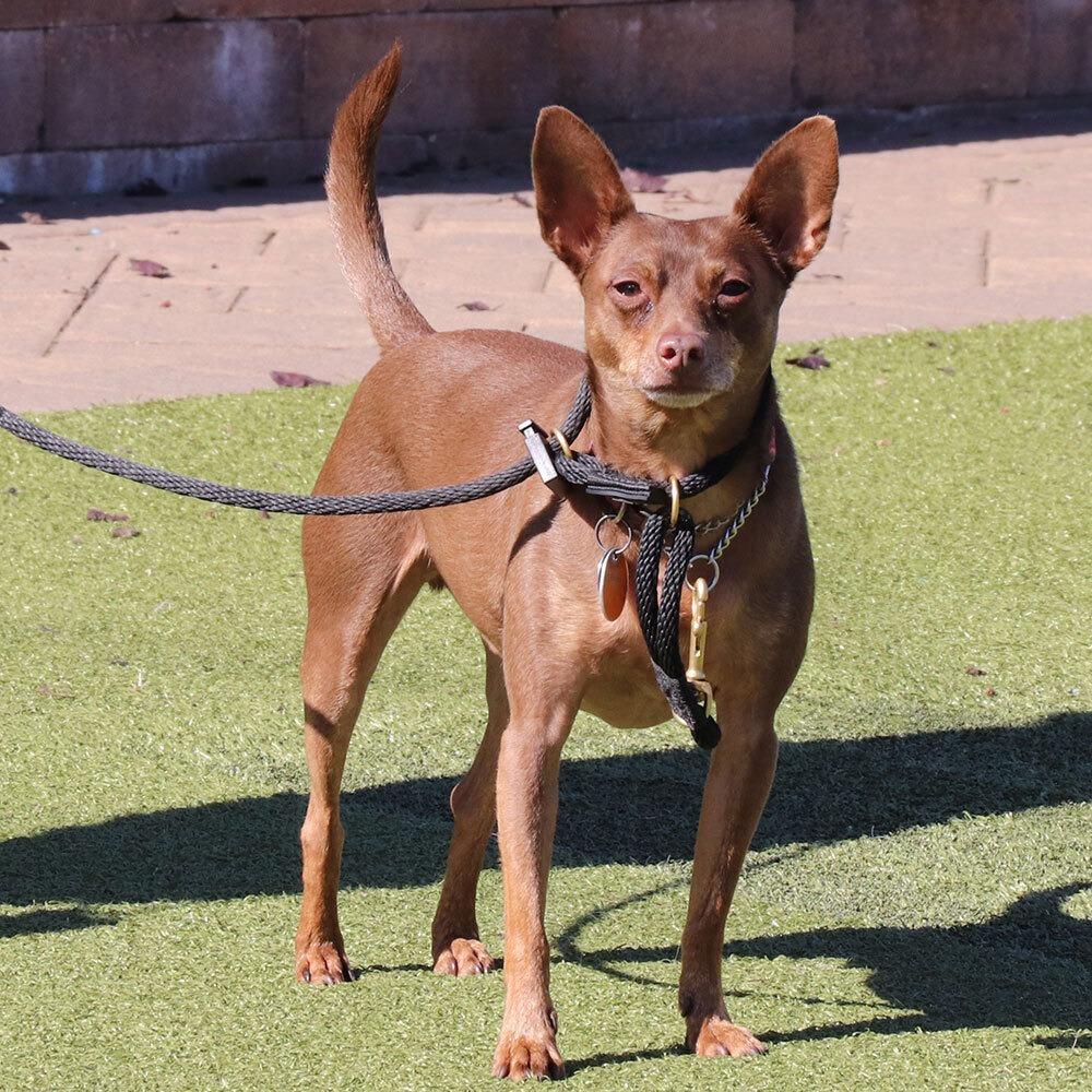 Enlarge T102307 Gio, a Adoptable mixed breed in Port Washington, NY image 3/3