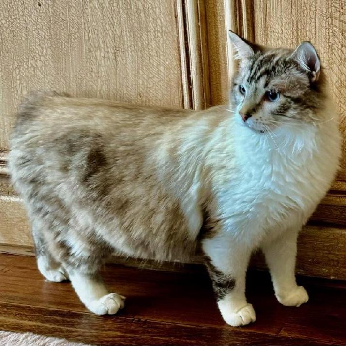 Silas, Adopted, Adult Male Snowshoe & Siamese.