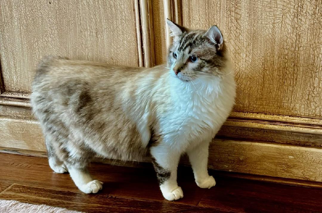 Enlarge Silas, a Adopted mixed breed in Alvin, TX image 2/6