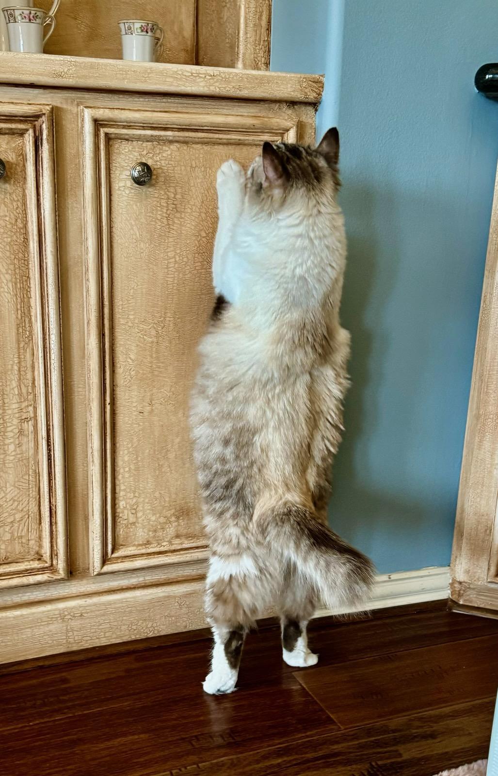 Enlarge Silas, a Adopted mixed breed in Alvin, TX image 5/6