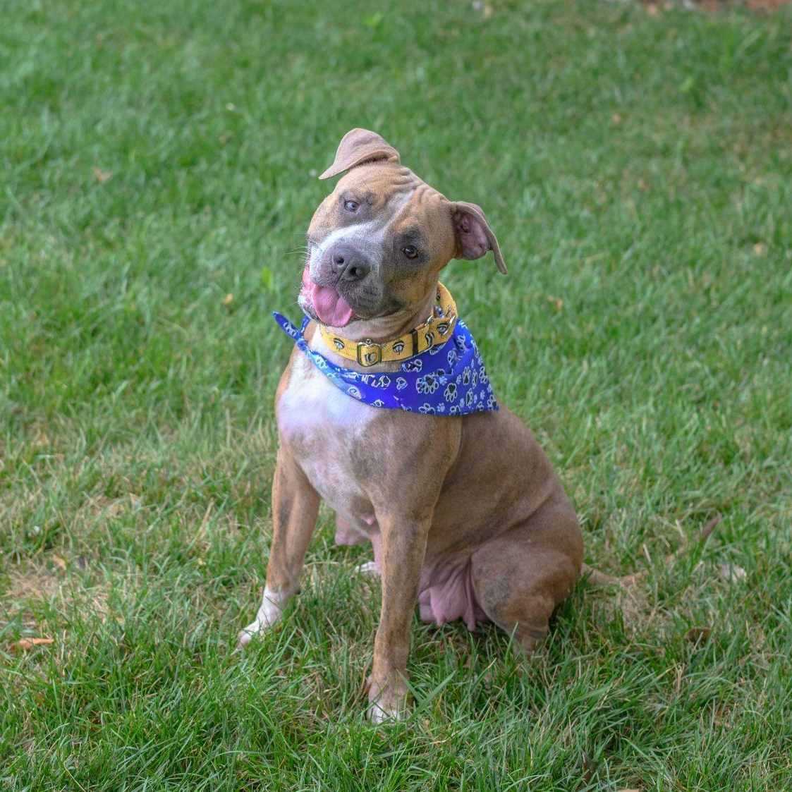 MABEL, a ADOPTABLE mixed breed in Hamilton, NJ image 2/6
