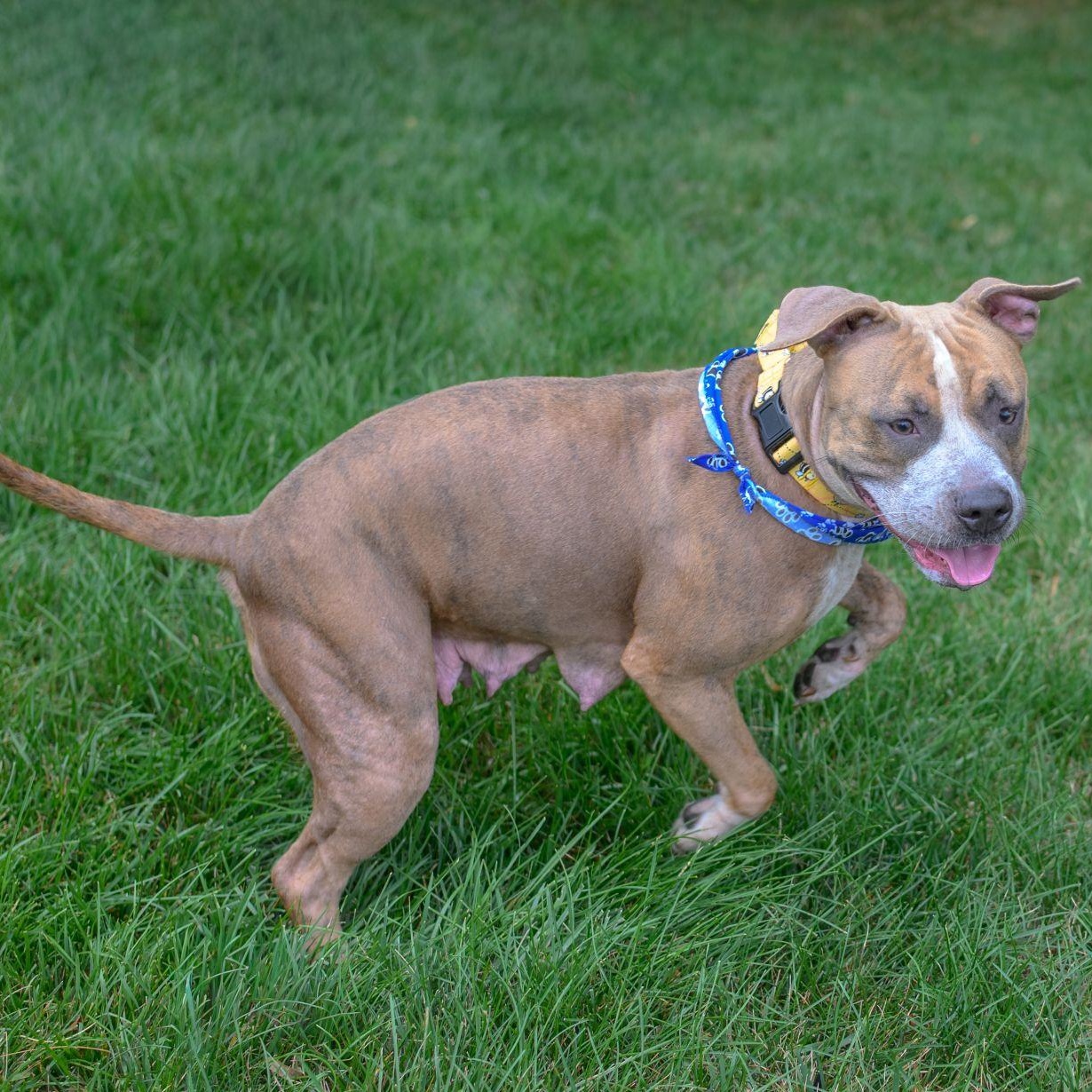 MABEL, a ADOPTABLE mixed breed in Hamilton, NJ image 4/6