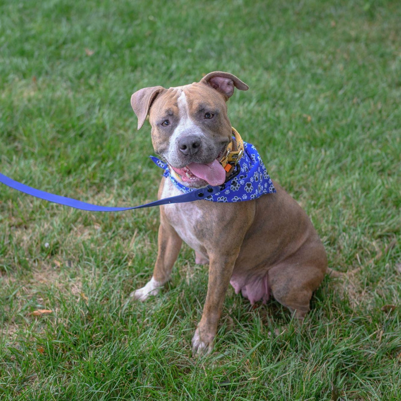 MABEL, a ADOPTABLE mixed breed in Hamilton, NJ image 5/6