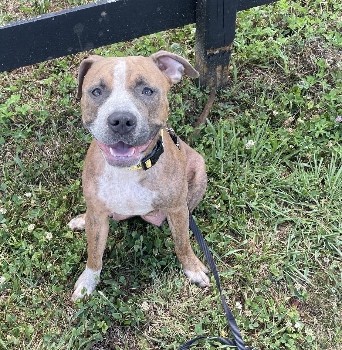 MABEL, a ADOPTABLE mixed breed in Hamilton, NJ image 4/5