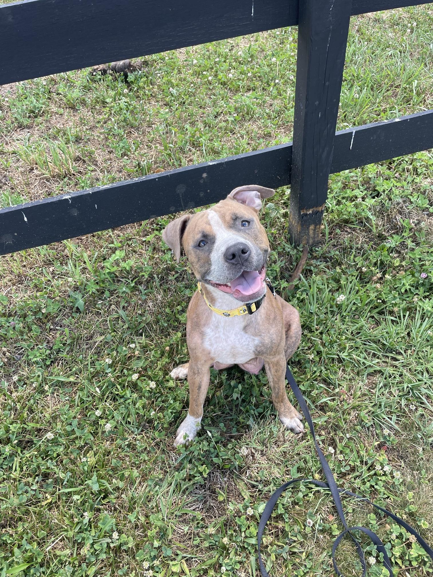MABEL, a ADOPTABLE mixed breed in Hamilton, NJ image 2/5