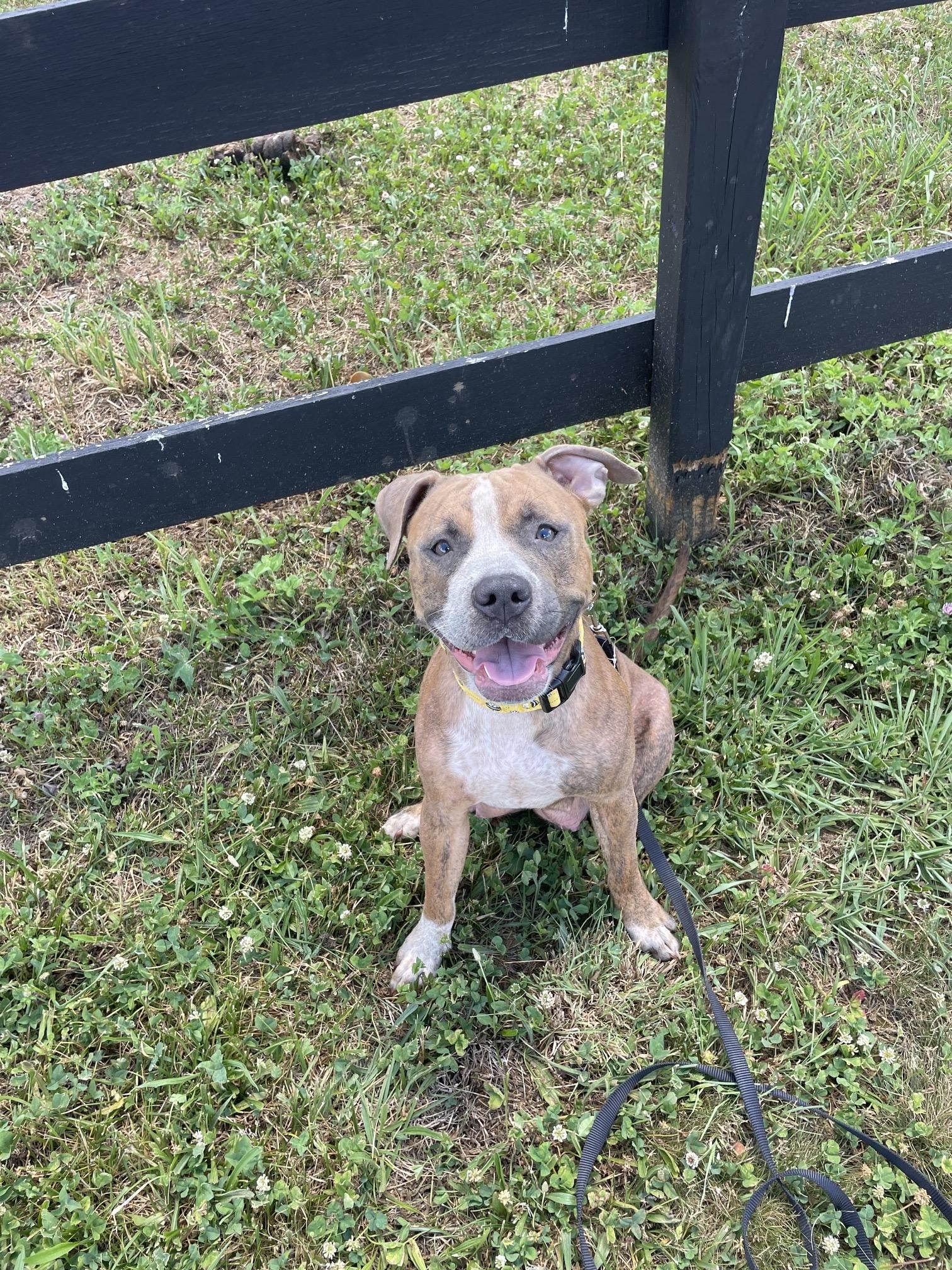 MABEL, a ADOPTABLE mixed breed in Hamilton, NJ image 3/5