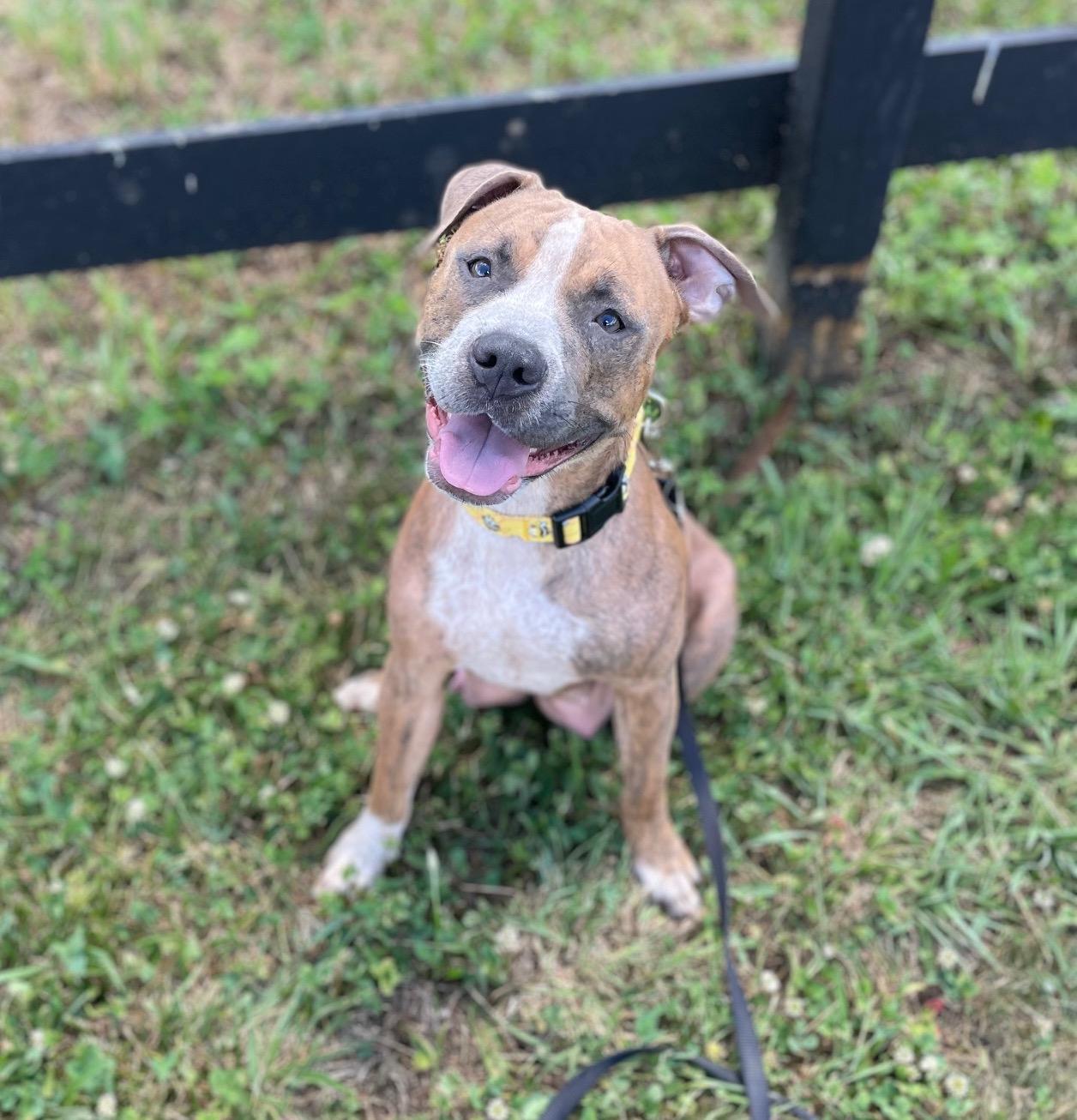 MABEL, ADOPTABLE, Young Female Pit Bull Terrier.