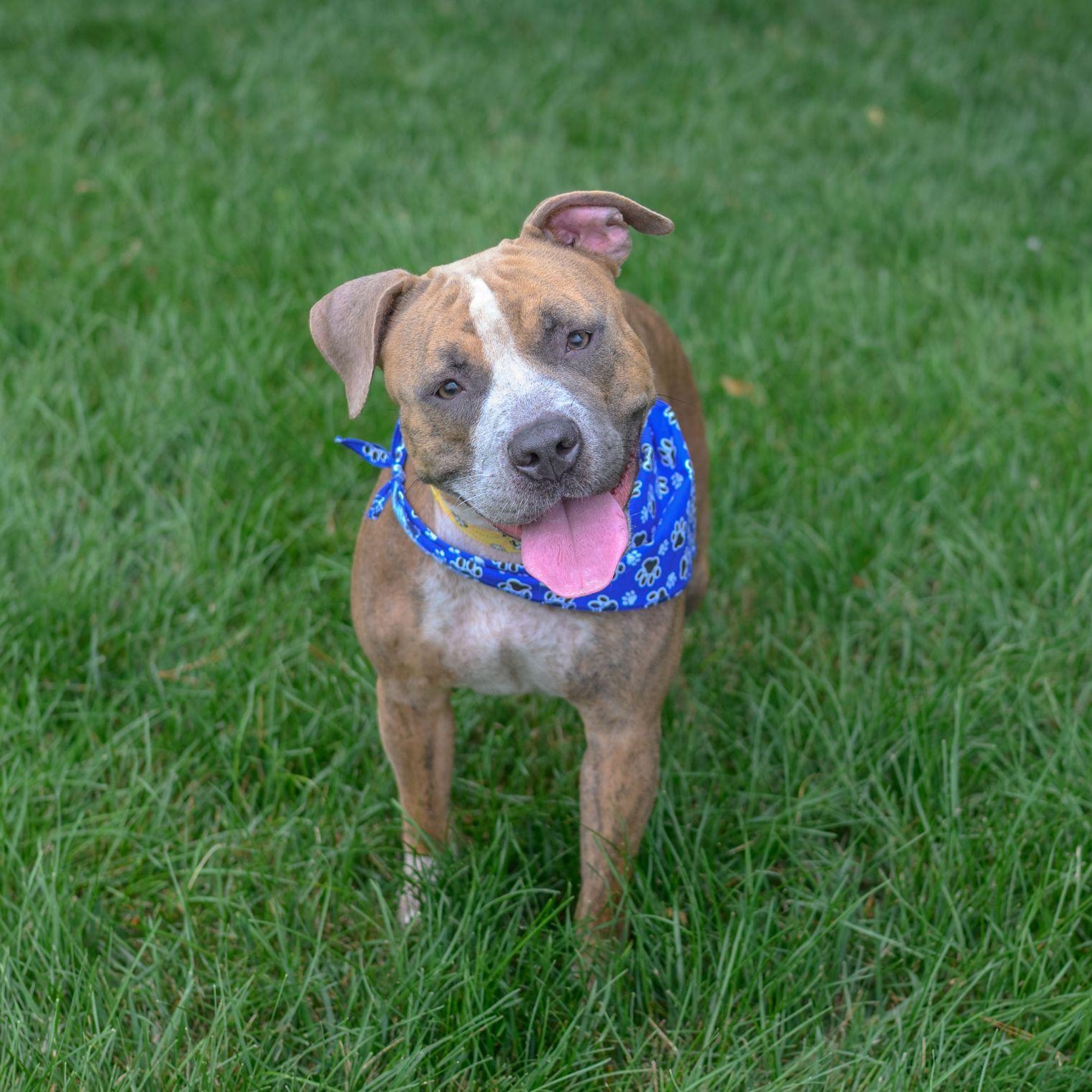 MABEL, ADOPTABLE, Young Female Pit Bull Terrier.