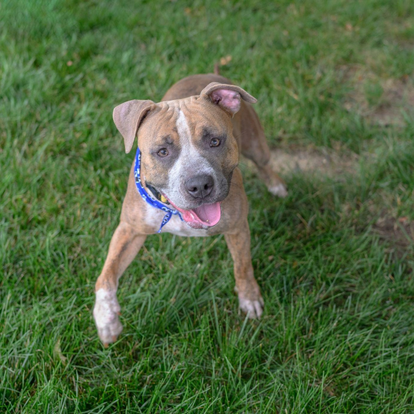 MABEL, a ADOPTABLE mixed breed in Hamilton, NJ image 3/6