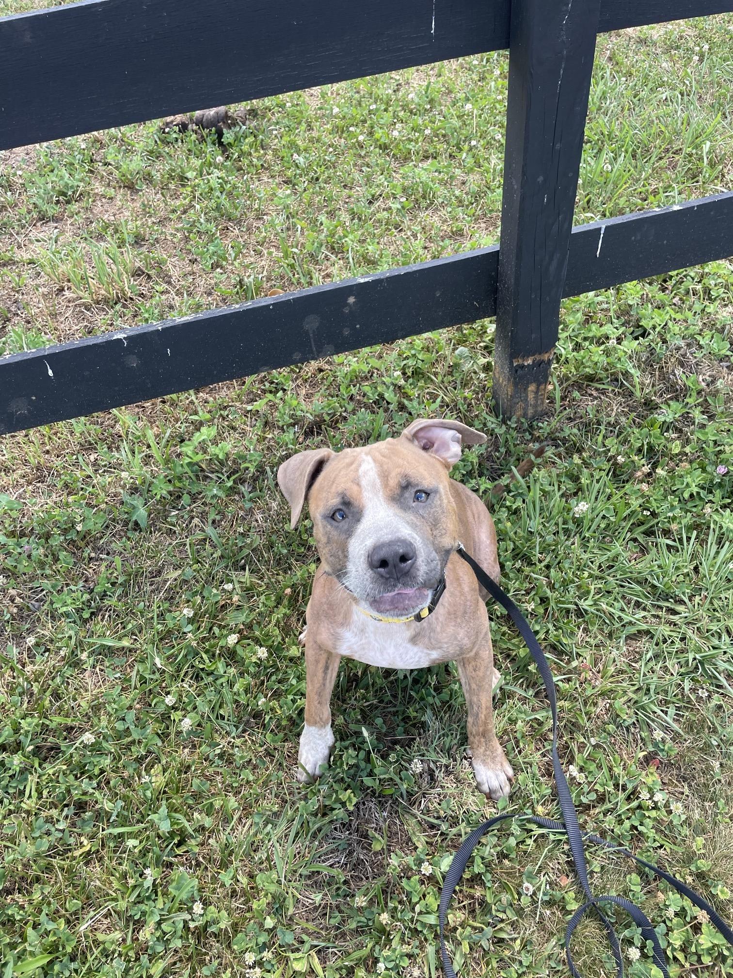 MABEL, a ADOPTABLE mixed breed in Hamilton, NJ image 5/5