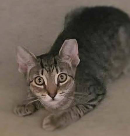 Enlarge Derek, a Adoptable mixed breed in Ocean Springs, MS image 1/1