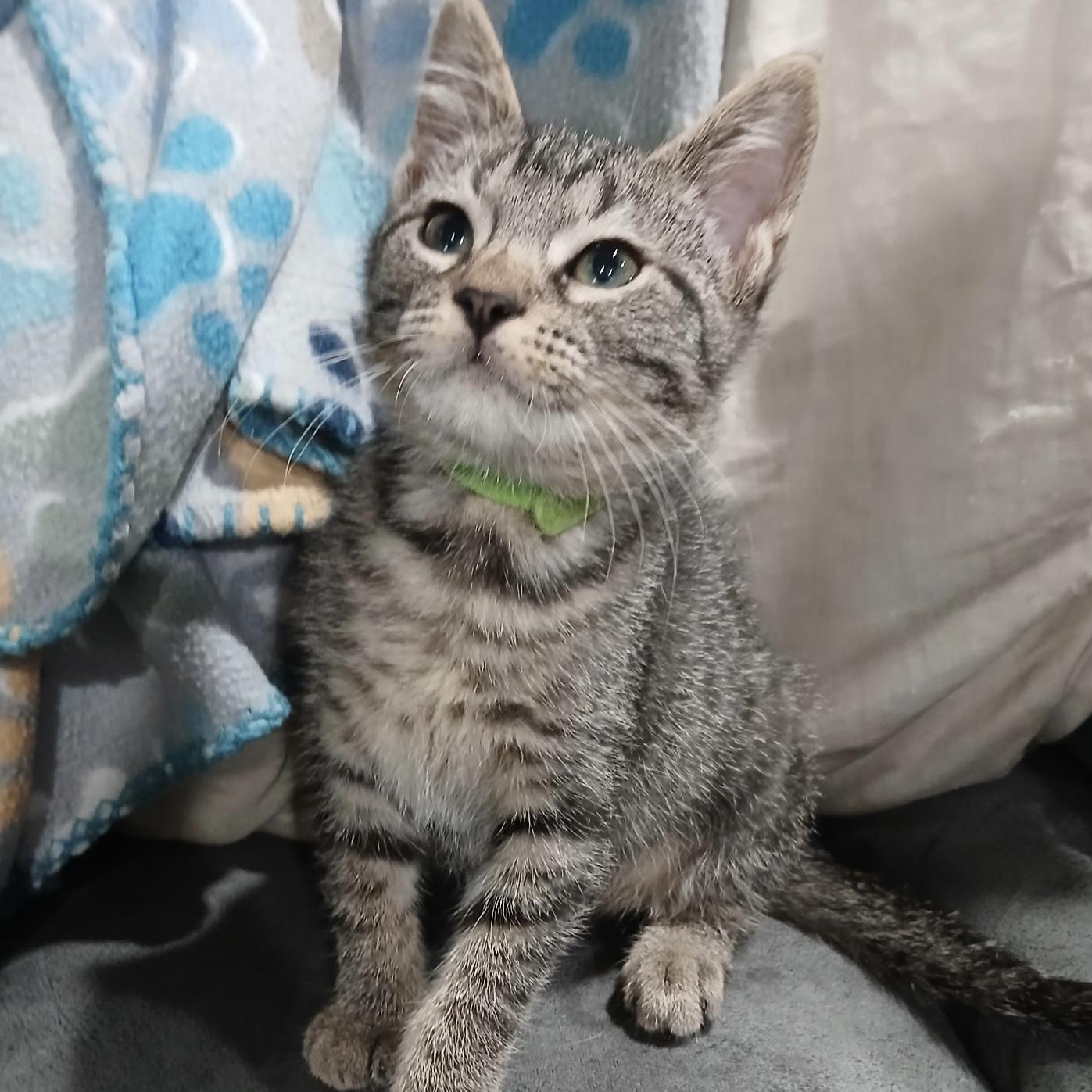 Cherokee, ADOPTABLE, Kitten Male Domestic Short Hair.