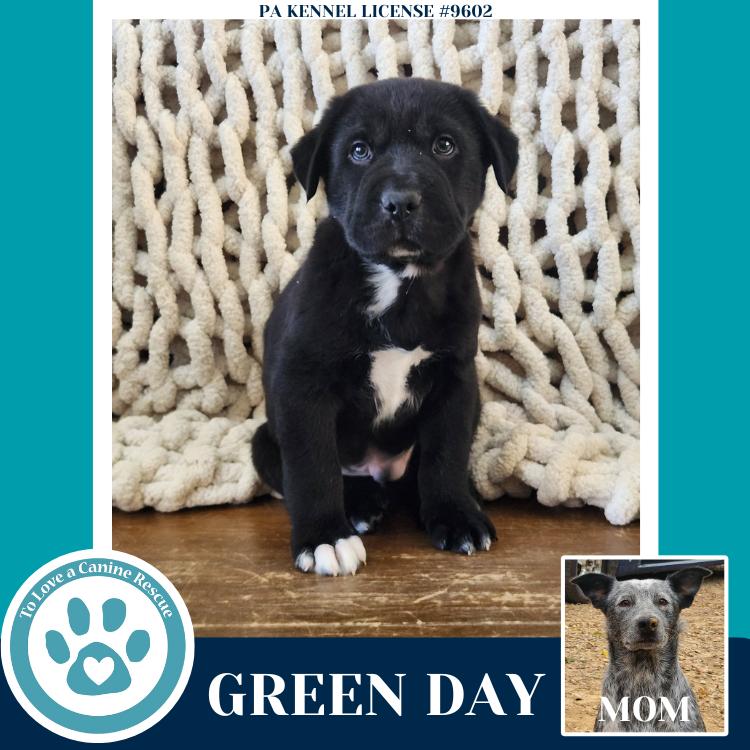 Green Day (Ellie May's Warped Tour Setlist), Adoptable, Puppy Male Australian Cattle Dog / Blue Heeler.