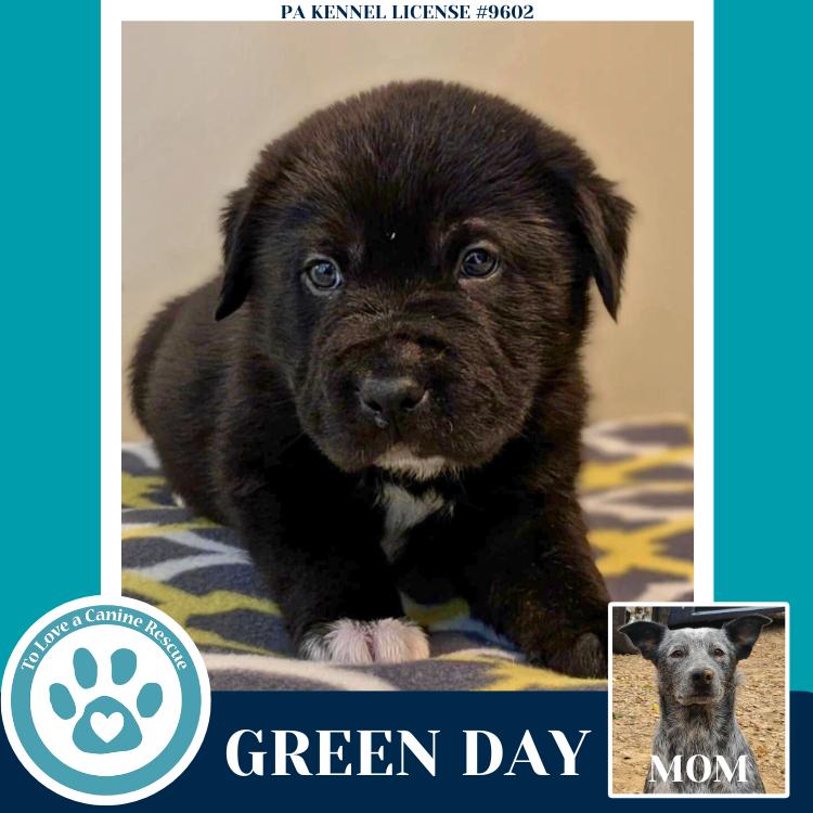 Enlarge Green Day (Ellie May's Warped Tour Setlist), a Adoptable mixed breed in Kimberton, PA image 2/6