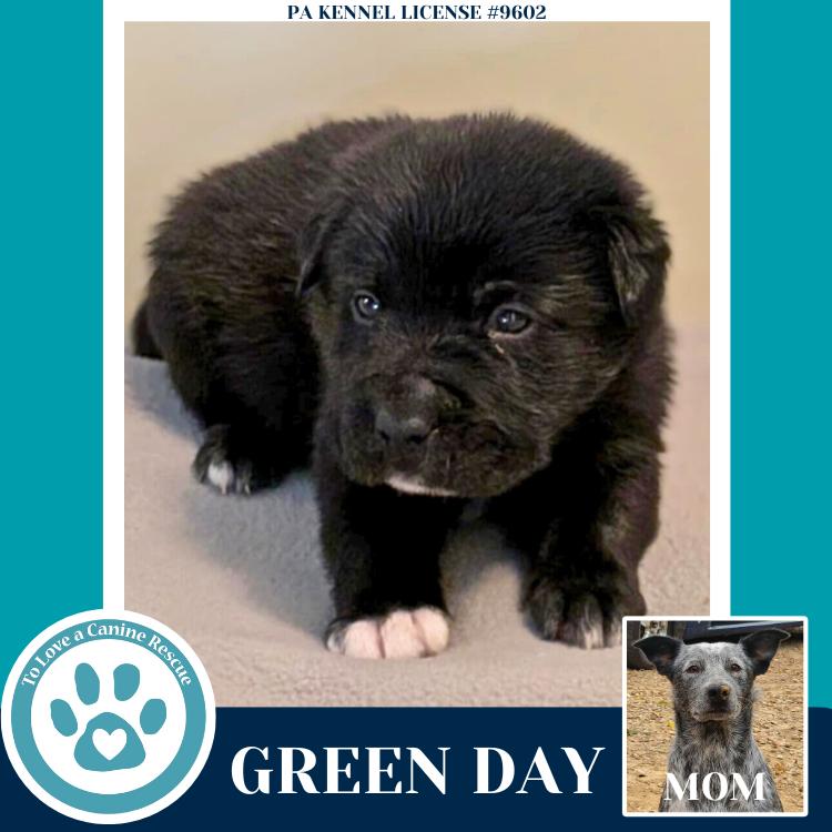 Enlarge Green Day (Ellie May's Warped Tour Setlist), a Adoptable mixed breed in Kimberton, PA image 4/6