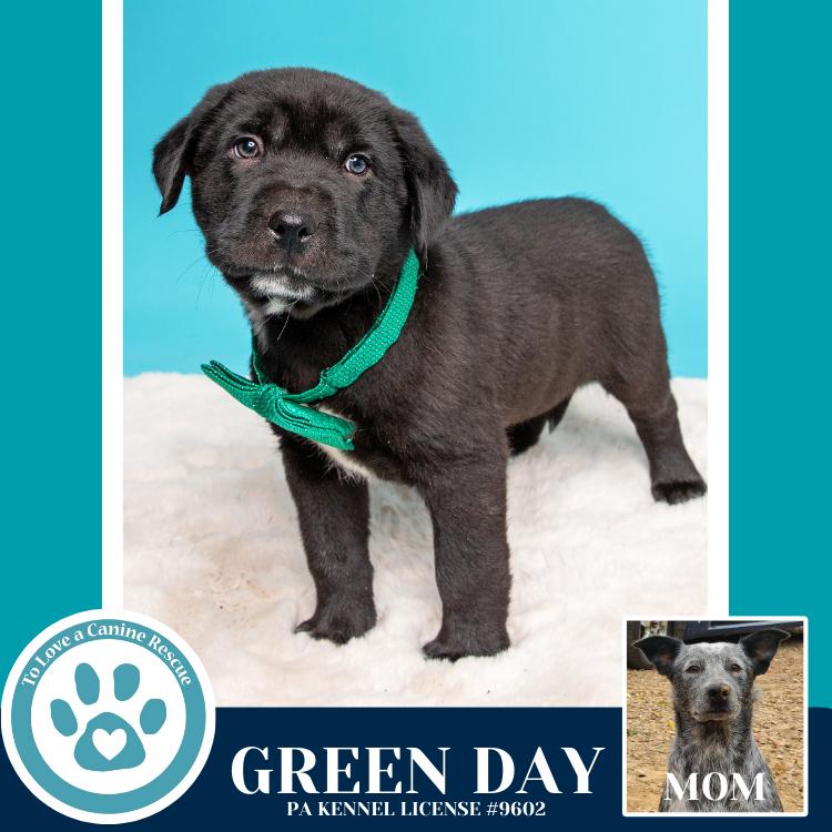 Enlarge Green Day (Ellie May's Warped Tour Setlist), a Adoptable mixed breed in Kimberton, PA image 6/6