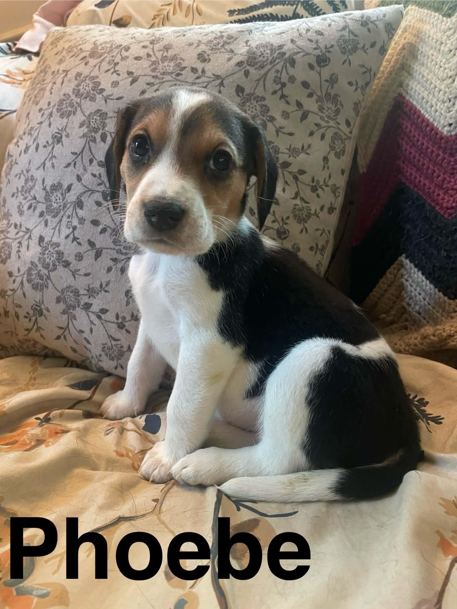 Enlarge Phoebe, a Adoptable mixed breed in Stafford, VA image 1/1