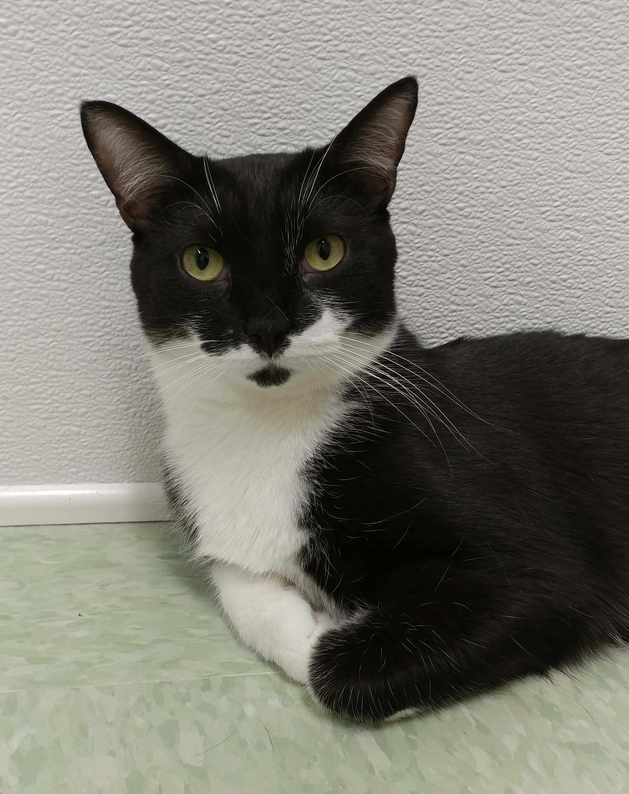 Bilbo, a Adoptable Domestic Short Hair in Rochester, NY image 1/14