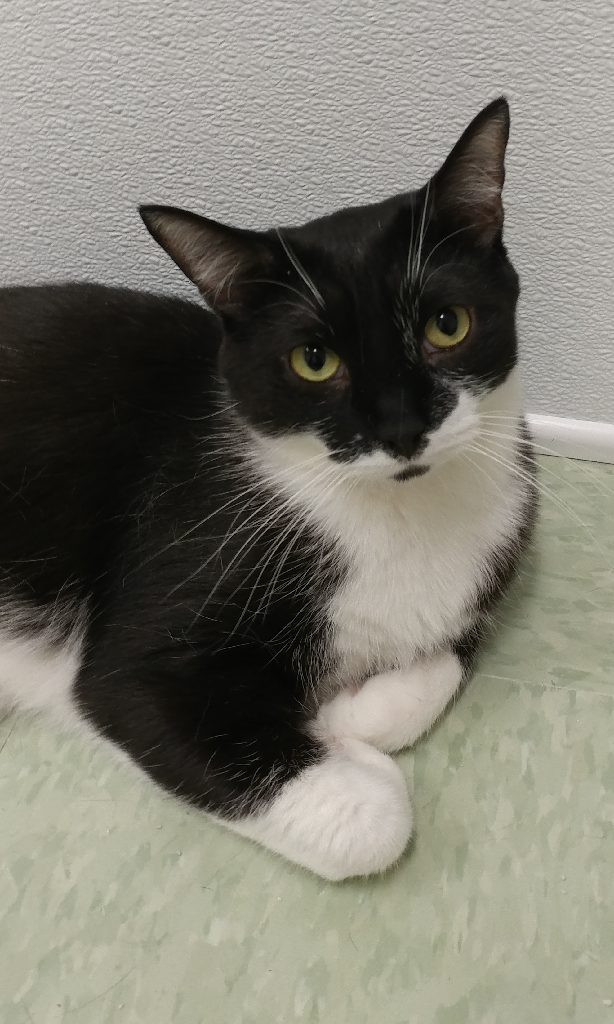 Bilbo, a Adoptable Domestic Short Hair in Rochester, NY image 2/14