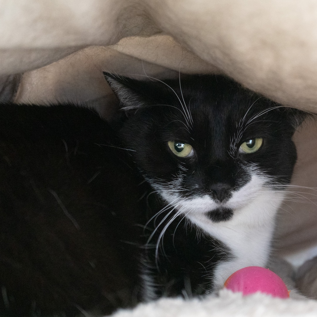 Bilbo, a Adoptable Domestic Short Hair in Rochester, NY image 3/14