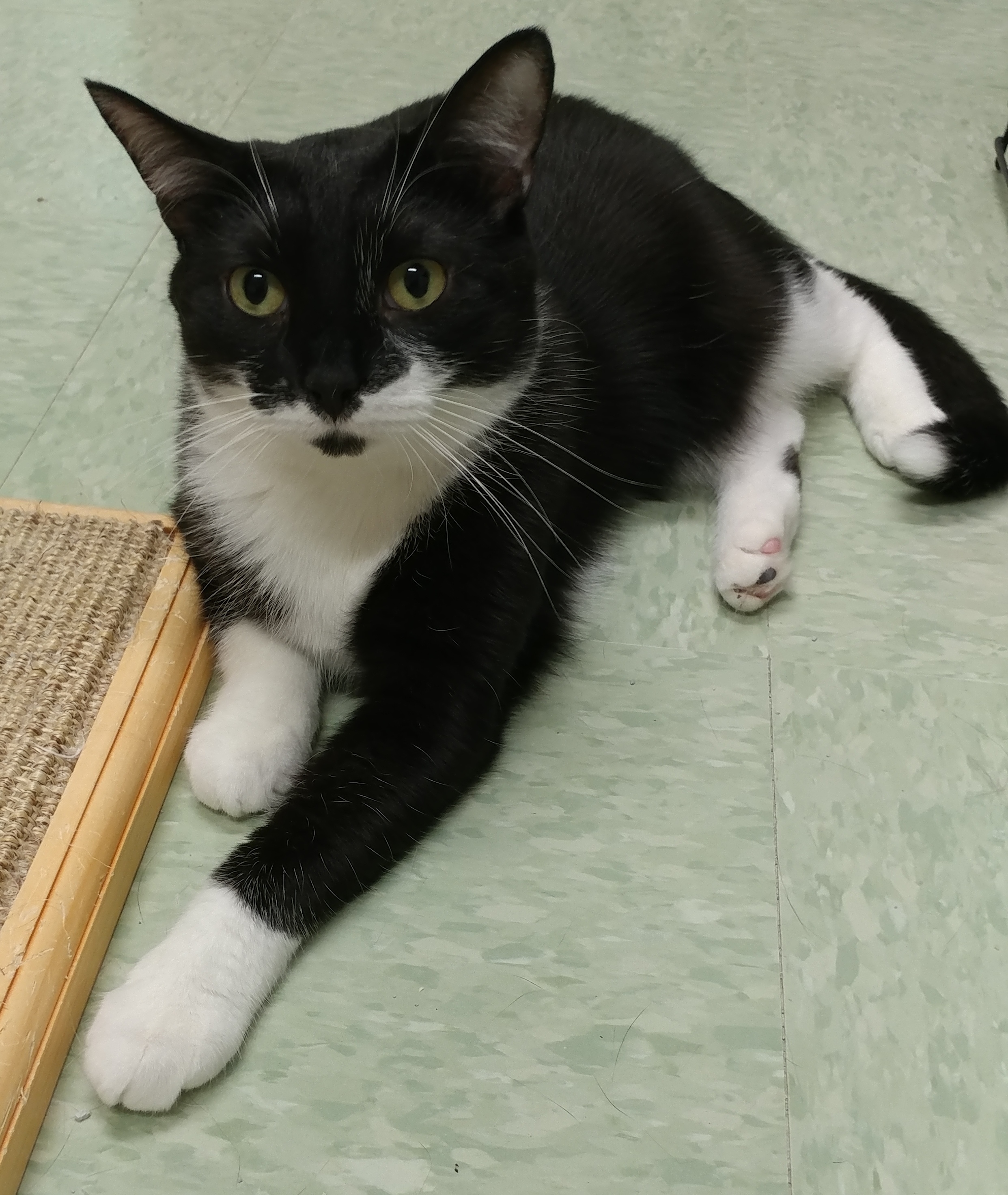 Bilbo, a Adoptable Domestic Short Hair in Rochester, NY image 4/14