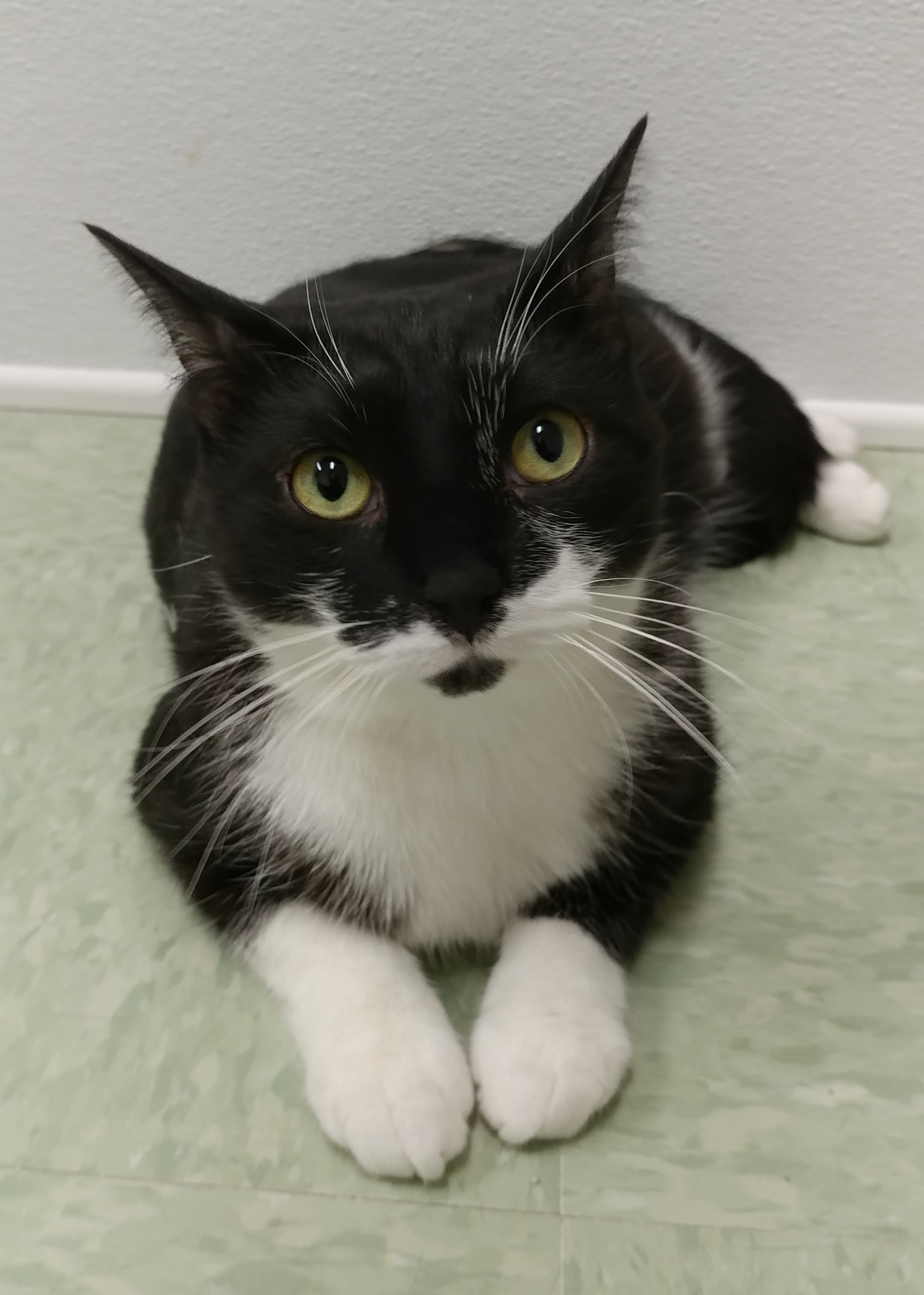 Bilbo, a Adoptable Domestic Short Hair in Rochester, NY image 5/14