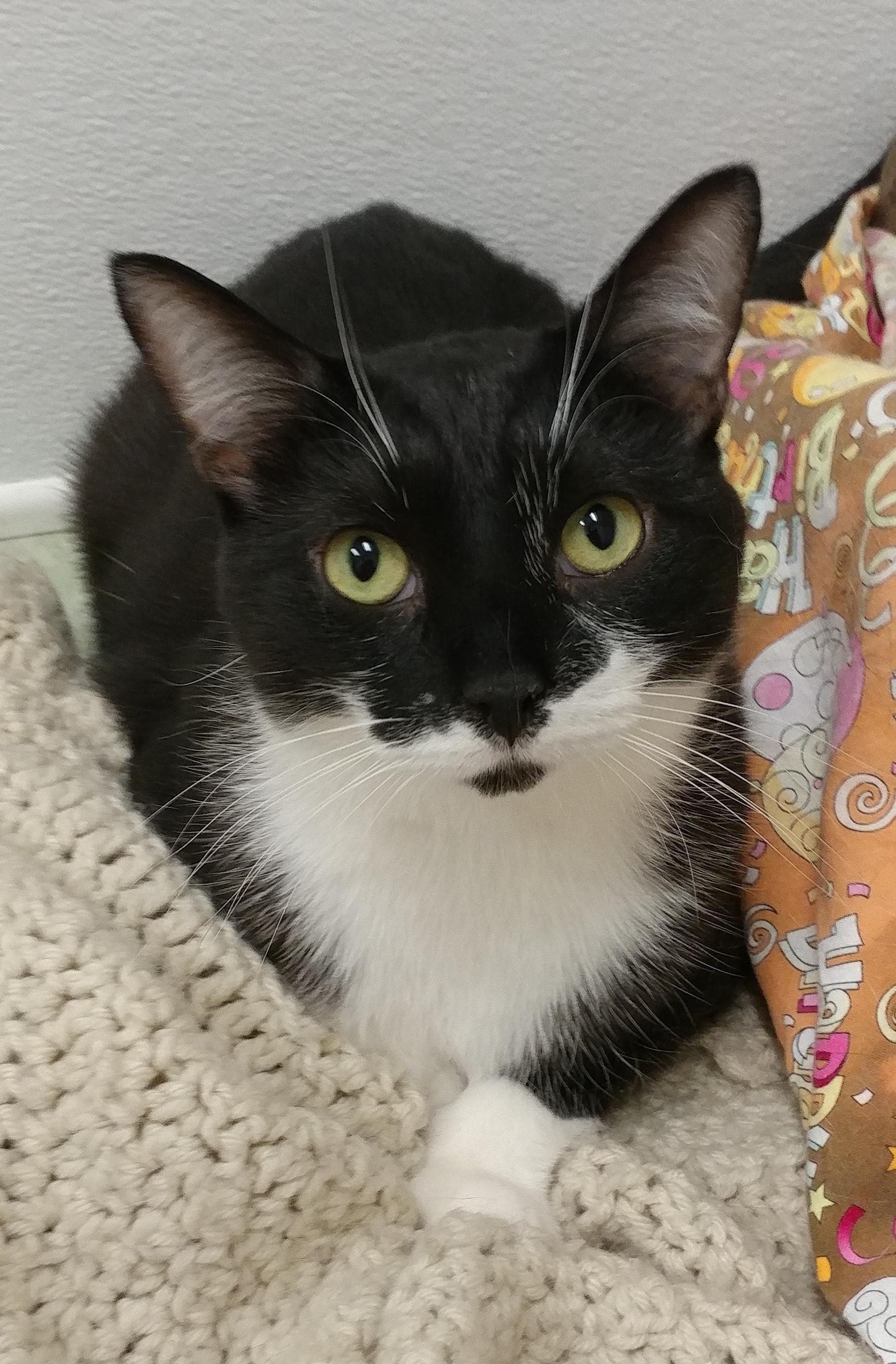 Bilbo, a Adoptable Domestic Short Hair in Rochester, NY image 6/14