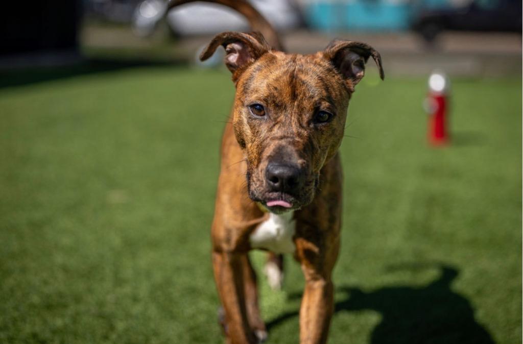 Roxy, Adoptable, Young Female Mixed Breed.